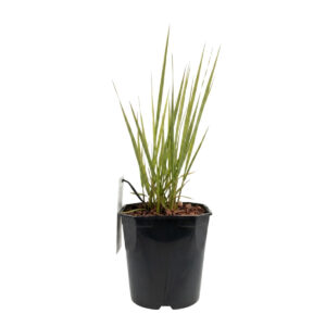 Vitshirss ‘Northwind’ P23 50-80cm