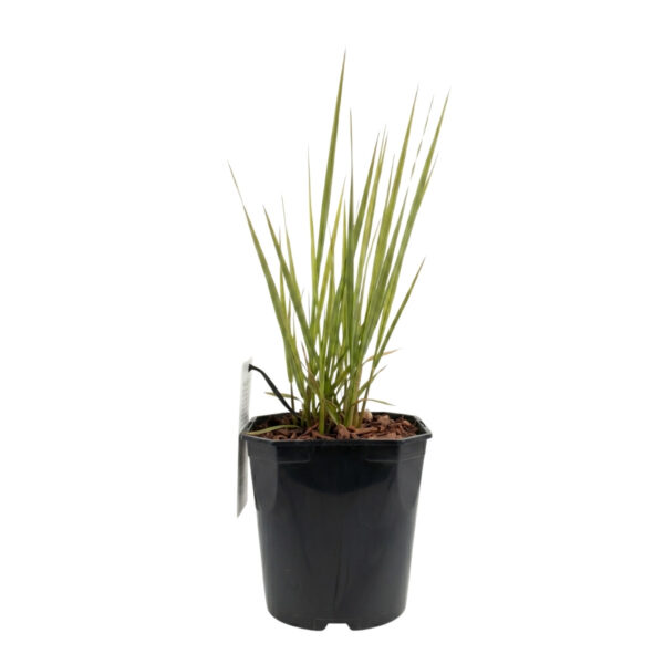 Vitshirss 'Northwind' P23 50-80cm