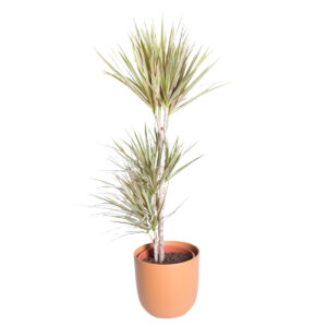 Ääris-draakonipuu ‘Bicolor’ P24 95cm 3tüve
