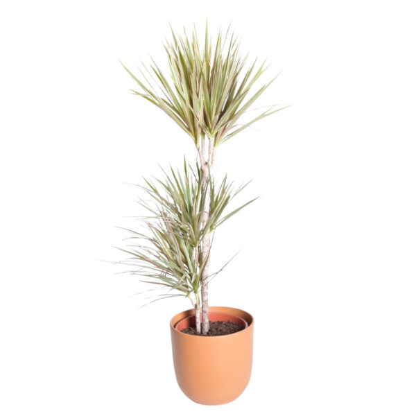 Ääris-draakonipuu 'Bicolor' P24 95cm 3tüve