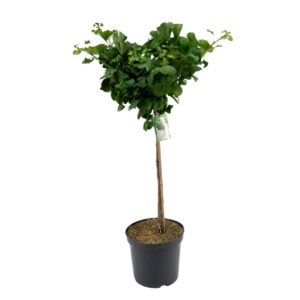 Hõlmikpuu ‘Mariken’ P28 60cm tüvel
