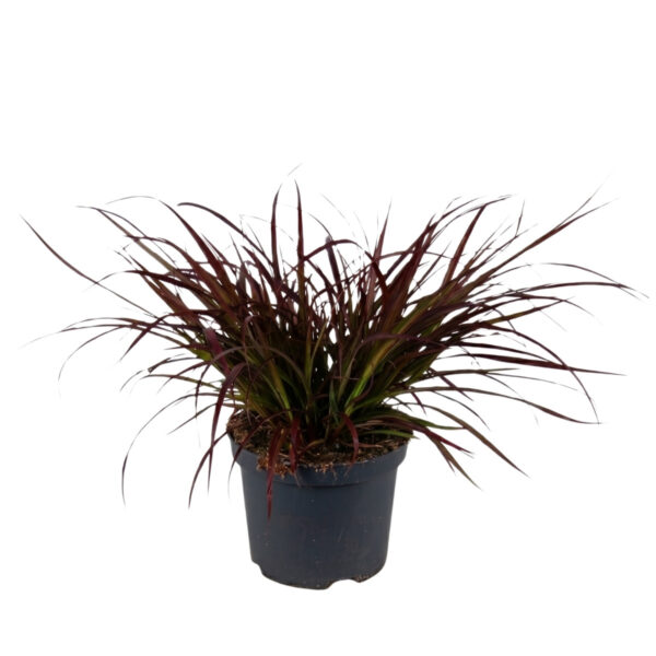 Harjas-hiidhirss 'Summer Samba' P19