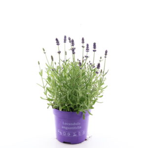 Tähklavendel ‘Ardeche Blue’ P12