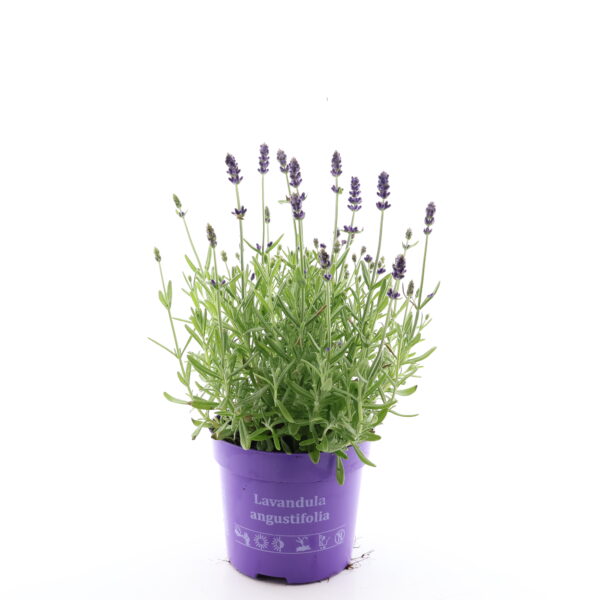 Tähklavendel 'Ardeche Blue' P12