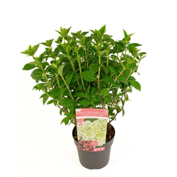 Aedhortensia Early Hydrangea® 'Spring Blush' P19