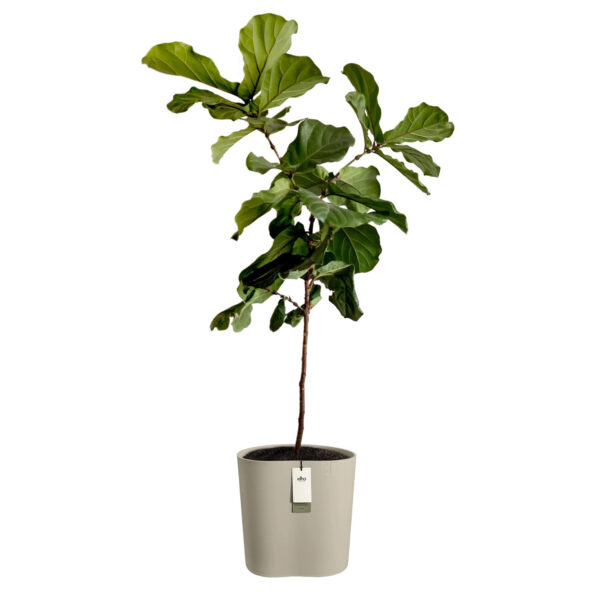 Lillepott Elho Eden Aquacare 40x38x h42cm beež