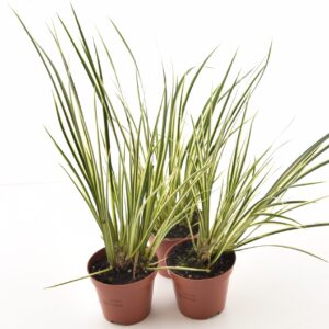 Kõrskalmus ‘Aureovariegatus’ P8