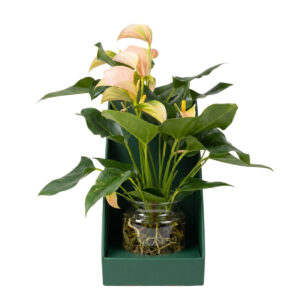 Flamingolill ‘Joli Peach’ P12 klaasvaasis