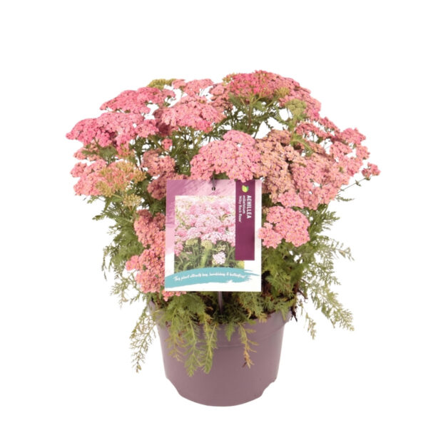 Raudrohi 'Milly Rock Rose' P23