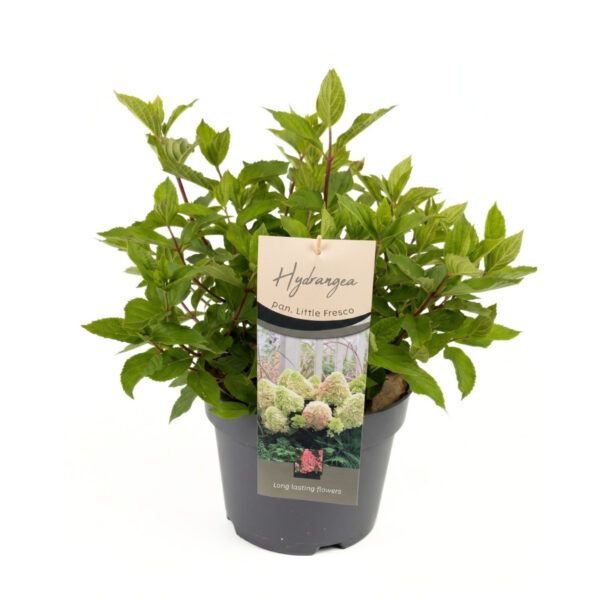 Aedhortensia 'Little Fresco' P26 40cm