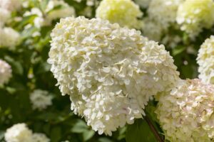 Aedhortensia ‘Limelight’ P55 160cm