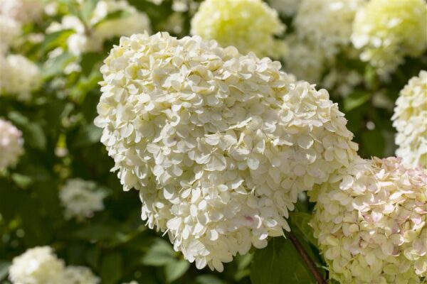 Aedhortensia 'Limelight' P55 160cm