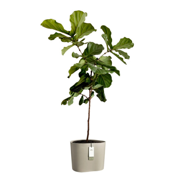Lillepott Elho Eden Aquacare Ø40x h35cm beež