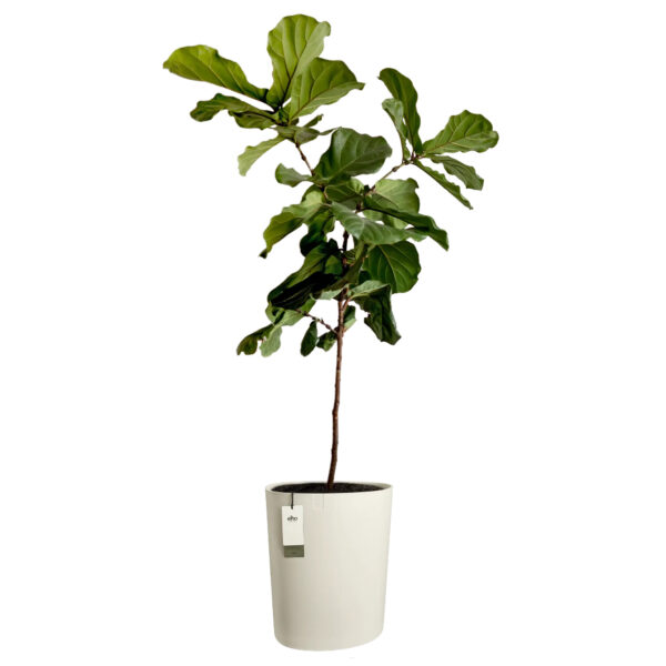 Lillepott Elho Eden Aquacare 40x39 h50cm valge