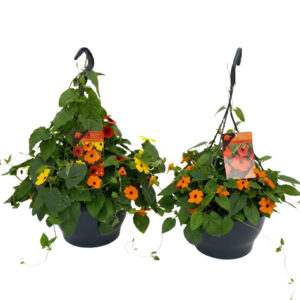 Tunbergia P27 60cm amplis