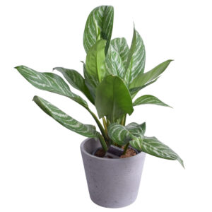 Aglaoneema ‘Stripe’ P17 65cm