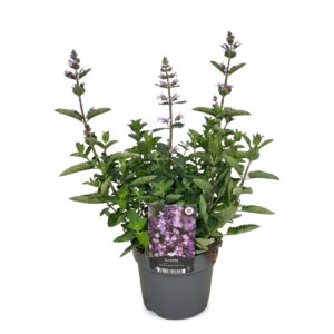 Naistenõges ‘Serene Wild Orchid’ P17
