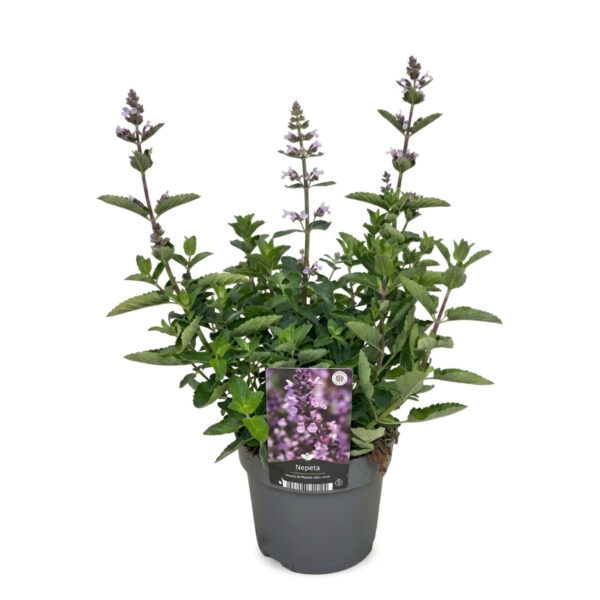 Naistenõges 'Serene Wild Orchid' P17