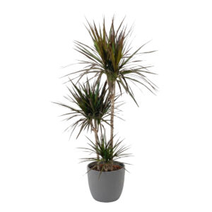 Ääris-draakonipuu P24 110cm 4tüve