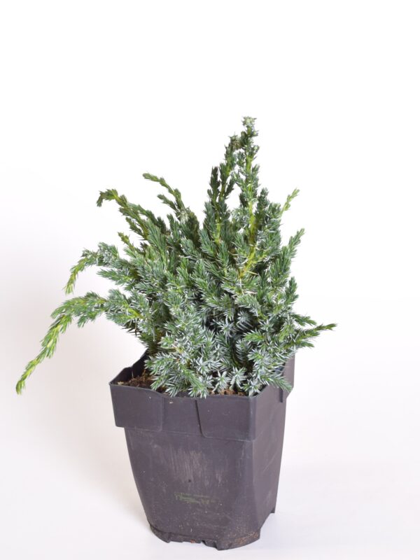 Kirju kadakas 'Meyeri' P13 35cm