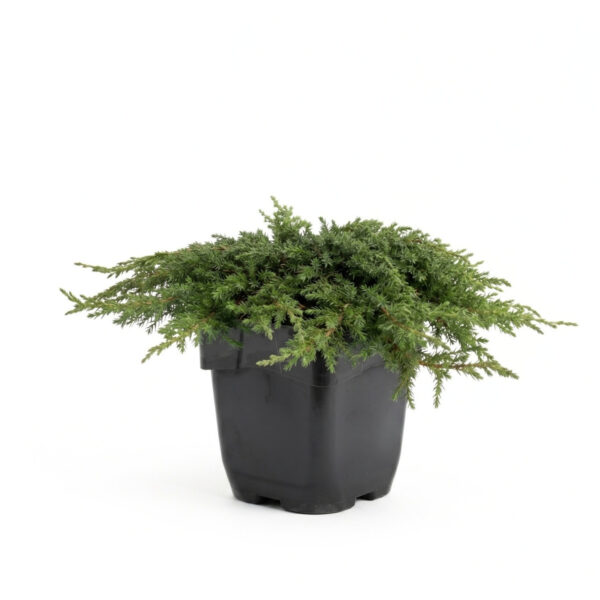 Harilik kadakas 'Green Carpet' P17 15-20cm