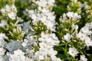 Aed-leeklill ‘Early White’ P17