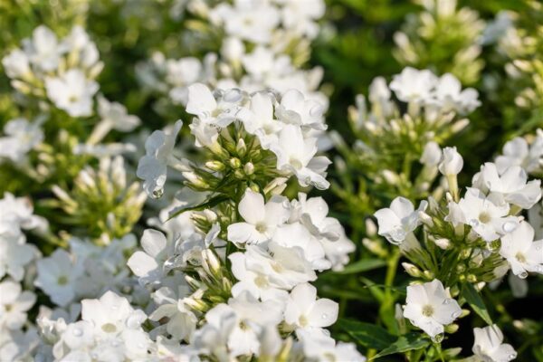 Aed-leeklill 'Early White' P17