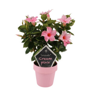 Mandvill ‘Sundaville Cream Pink’ P14