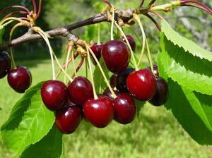 Magus kirsipuu ‘Tõmmu’ P26 140-160cm Eestis kasvatatud madal pookealus
