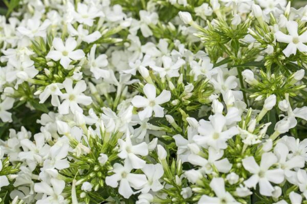 Aed-leeklill 'Early White' P17