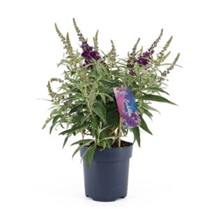Budleia ‘Butterfly Candy® Little Purple’ P17