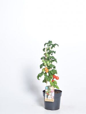 Kirsstomat Farmzy® Little Red Tree P13