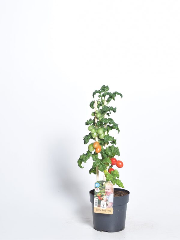Kirsstomat Farmzy® Little Red Tree P13
