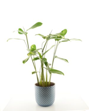 Sugalill ‘Golden Mosaic’ P17 60cm