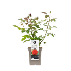 Peenraroos ‘Ingrid Bergman’ P23