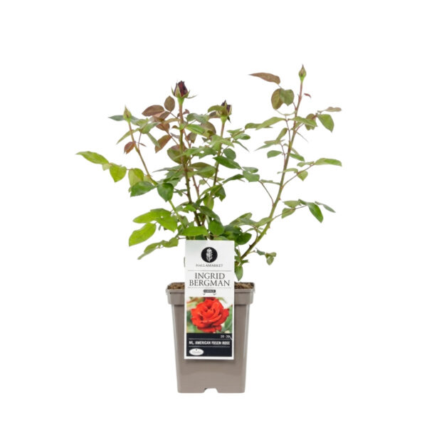 Peenraroos 'Ingrid Bergman' P23
