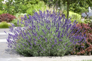 Tähklavendel ‘Hidcote’ P17 Eestis kasvatatud