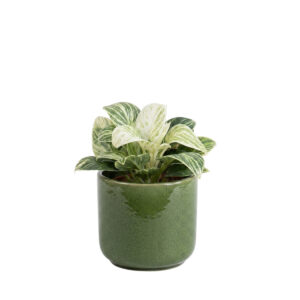Filodendron ‘Birkin White Wave’ P9