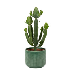 Lühter-piimalill  P17 25cm