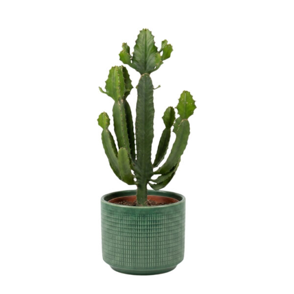 Lühter-piimalill  P17 25cm