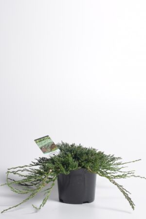 Roomav kadakas ‘Wiltonii’ P15 20cm