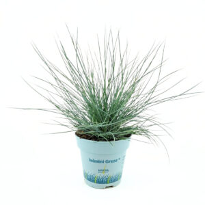 Hall aruhein ‘Compacta Blue’ P10,5