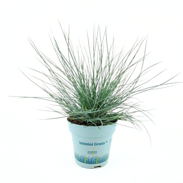 Hall aruhein 'Compacta Blue' P10,5