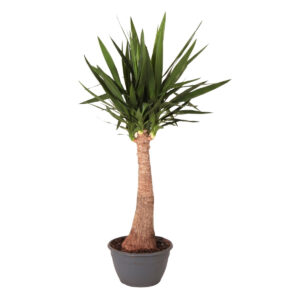 Hiigel-tääkliilia P30 110cm