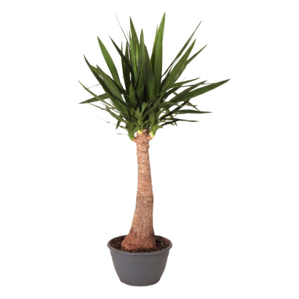 Hiigel-tääkliilia P30 110cm