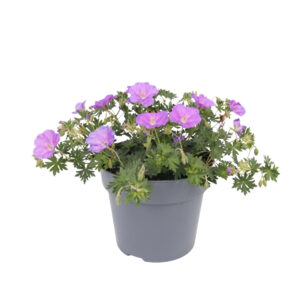 Verev kurereha ‘Purple Glow’ P17 25cm