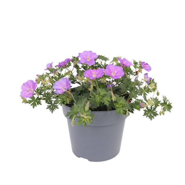 Verev kurereha 'Purple Glow' P17 25cm