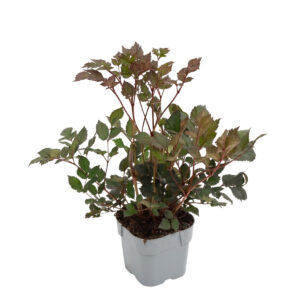 Astilbe ‘Spotlight’ P19 Eestis kasvatatud