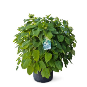 Puishortensia ‘Annabelle’ P40 100cm