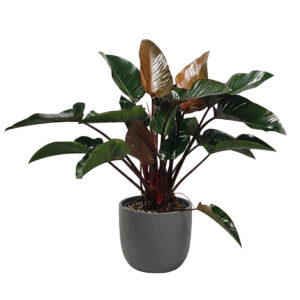 Filodendron ‘Red Beauty’ P30 90cm